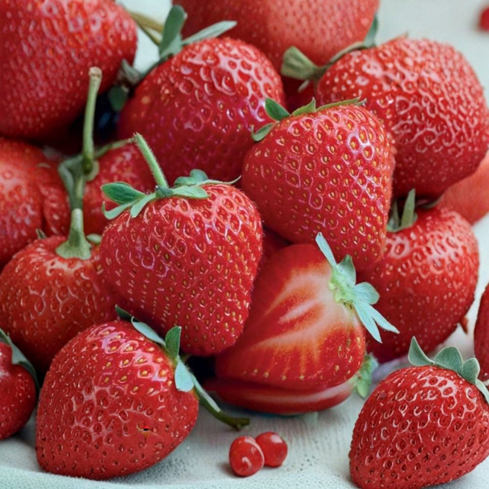 Allstar Strawberry Plants - 5 Live Roots | Sweet Midseason Berries | Fragaria × ananassa | Zones 4-8
