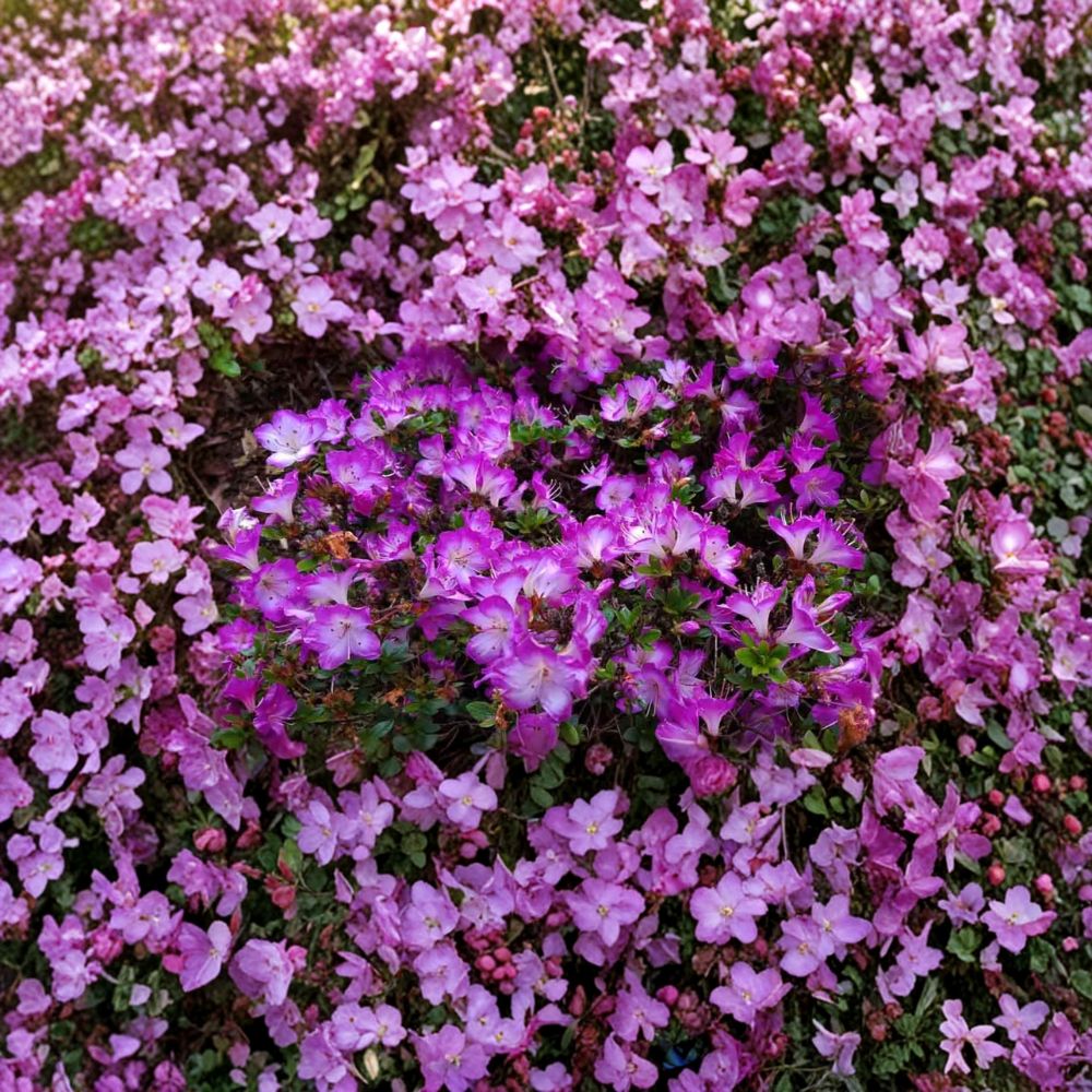 Rhododendron 'Mangetsu' Evergreen Azalea | White Blooms with Purple Edges | #1 Container Plant | Compact Flowering Shrub