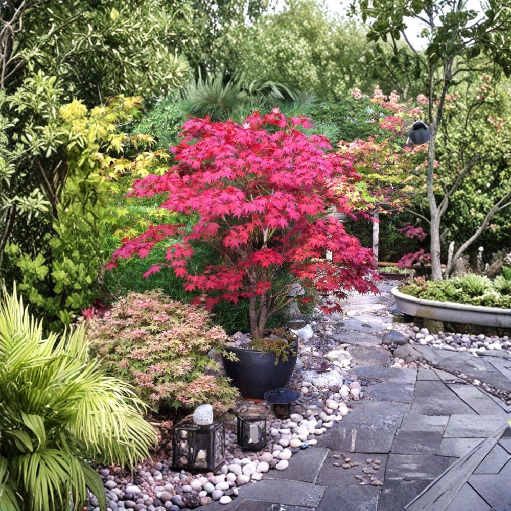 Bloodgood Japanese Maple Tree - #3 Container - Acer palmatum ‘Bloodgood’ - Upright Red Foliage - Ornamental Landscape Favorite