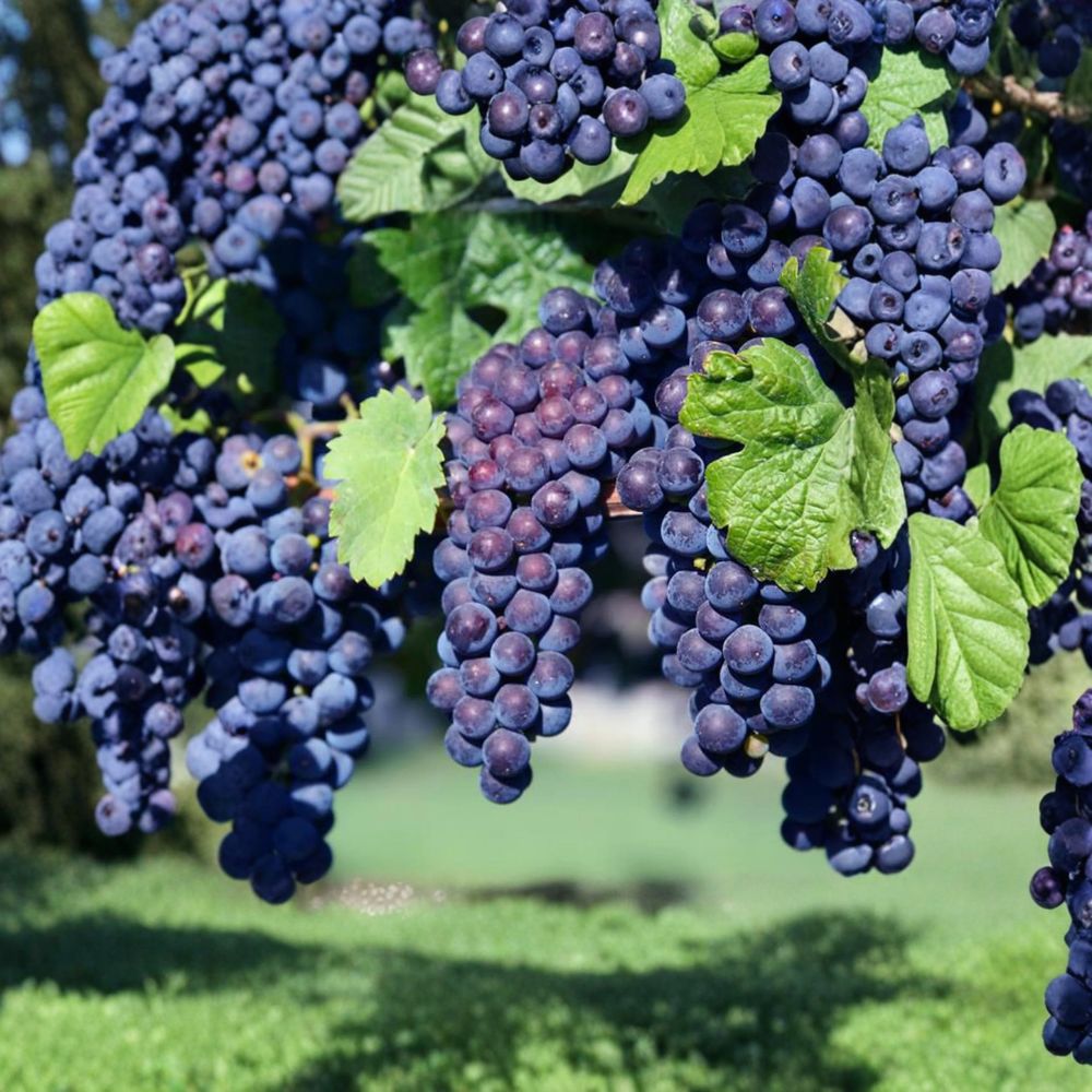 Glenora Seedless Grape Plant in Nursery Pot | Vitis labrusca | Sweet Table Grape Variety for Easy Backyard Growing