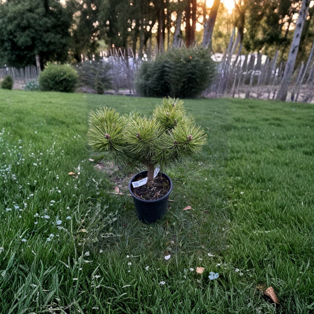 Jane Kluis Japanese Red Pine | 10 Inch Live Evergreen Conifer | Compact Landscape Pine | Pinus densiflora