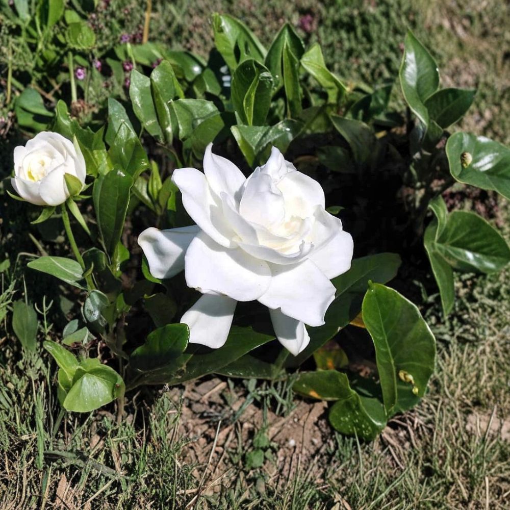 Heirloom Gardenia Plant | 1.5-2 Ft Live Shrub | Fragrant White Blooms | Gardenia jasminoides | Bare Root