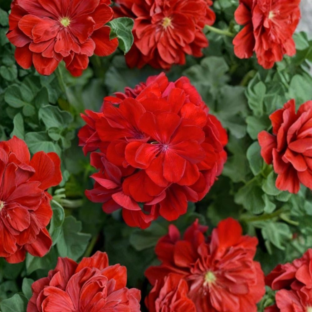 Red Geranium Cuttings | 5 Unrooted 8–10 Inch Cuttings | Classic Red Blooms | Pelargonium zonale | Easy to Propagate