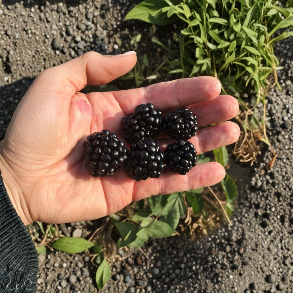 Ponca Thornless Blackberry Plant - Live Rooted Berry Bush | Rubus Species | Sweet Medium-Sized Black Berries | Zones 5-9