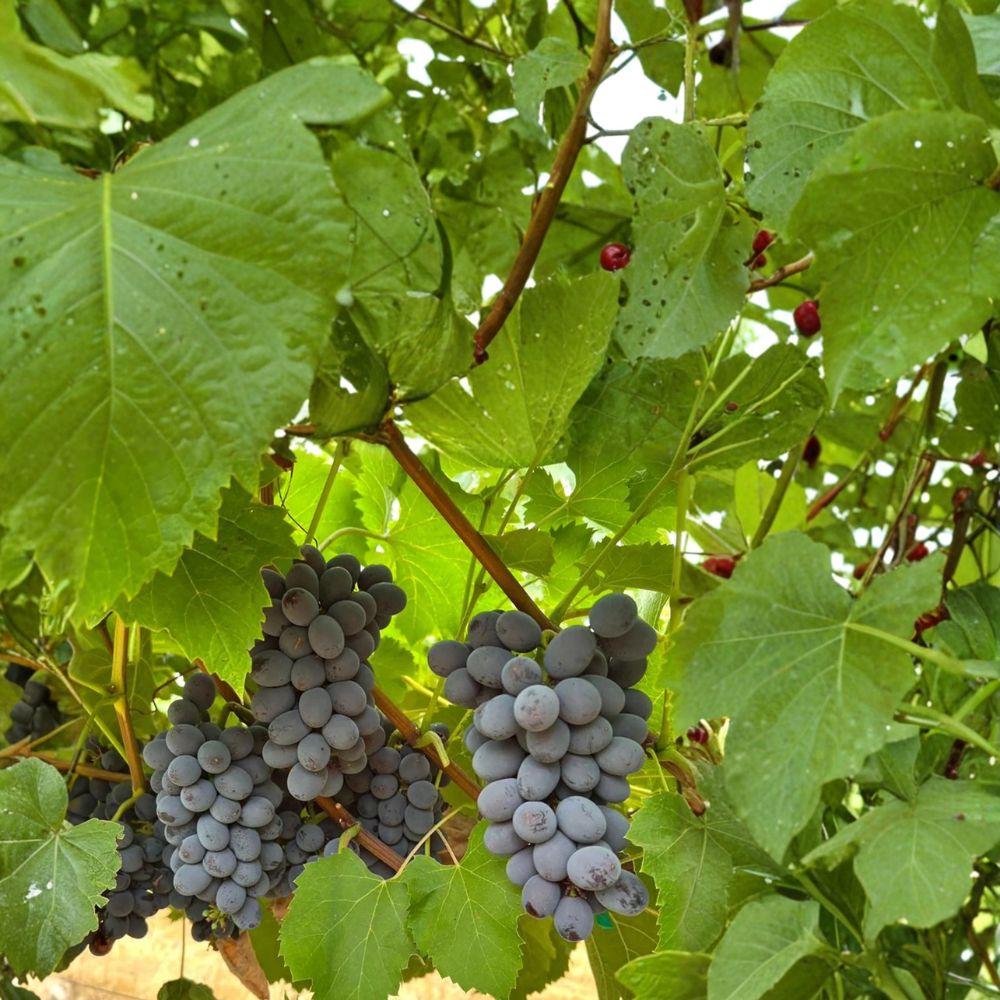 5 Black Seedless Muscat Grape Cuttings – Vitis vinifera – Sweet Aromatic Table Grape – Easy Home Propagation – US Seller