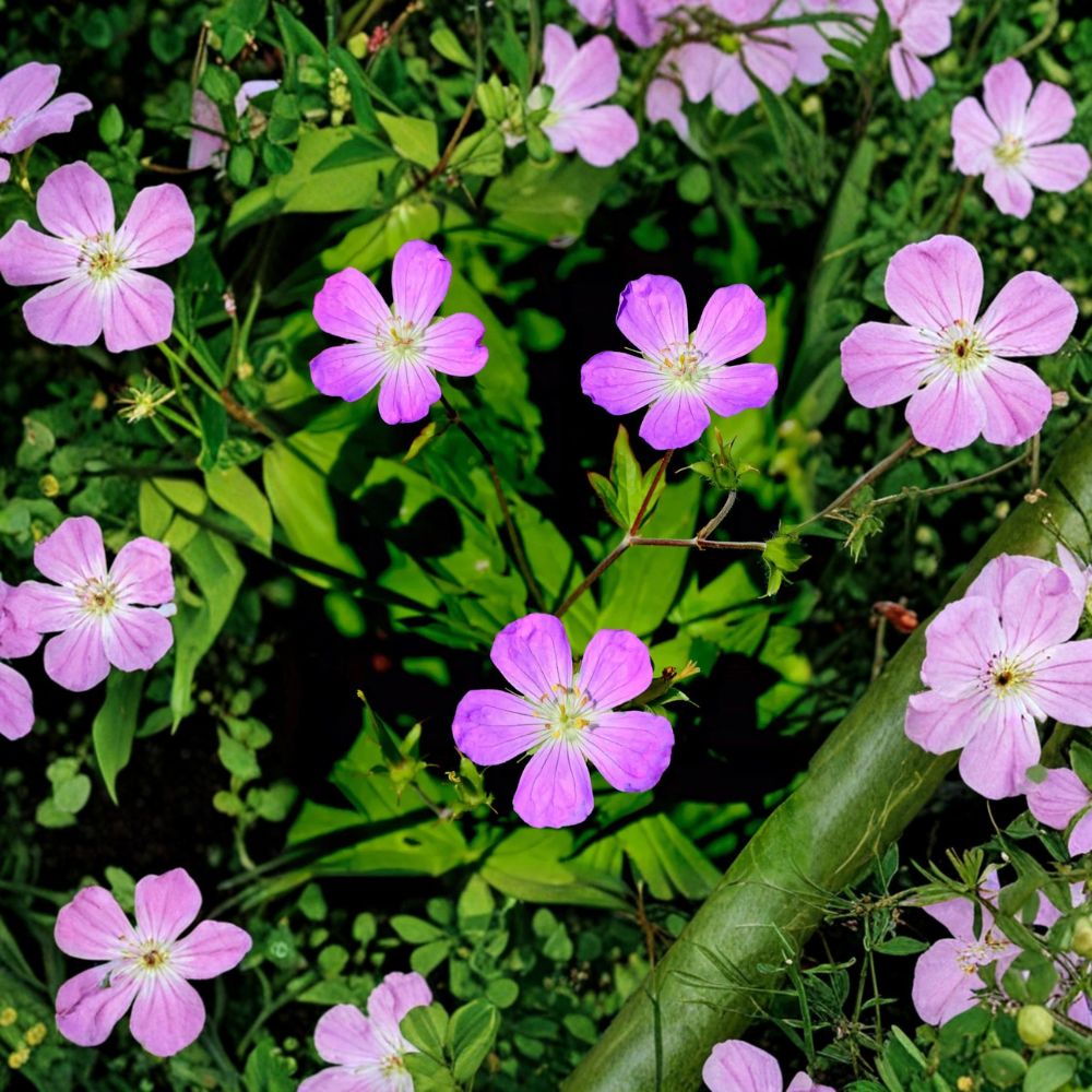 Wild Geranium Root Divisions - 5 Live Plants, Purple Blooms, Native Cranesbill Perennial, Geranium maculatum, Easy to Grow