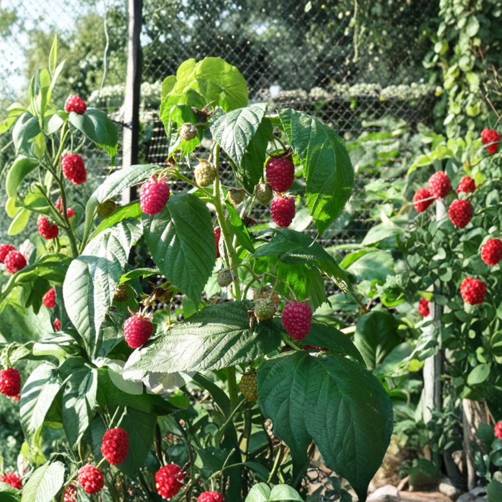 Autumn Bliss Raspberry Plant - Live Rooted Everbearing Red Berries - Rubus idaeus - Sweet Fruit for Zones 3–8