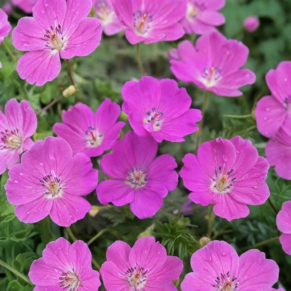 Max Frei Geranium Bare Roots | 2 Live Roots | Hardy Cranesbill Perennial | Geranium sanguineum | Magenta Pink Flowers
