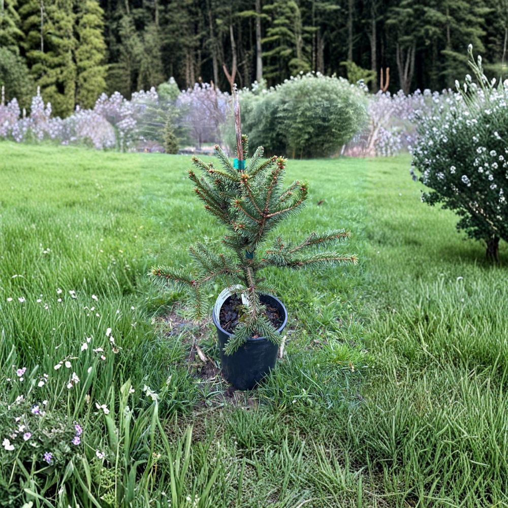 Hereny Norway Spruce Plant | 10 Inch Live Dwarf Evergreen Conifer | Picea abies ‘Hereny’ | 1 Gallon Pot