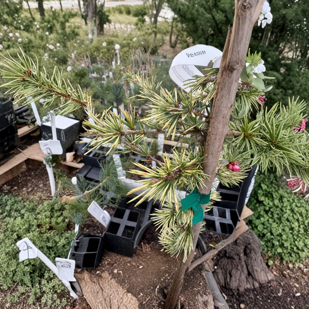 Sahara Ice Atlas Cedar Plant - 12 Inch Evergreen Conifer in 1 Gallon Pot - Cedrus atlantica ‘Sahara Ice’ - Blue-Green Foliage