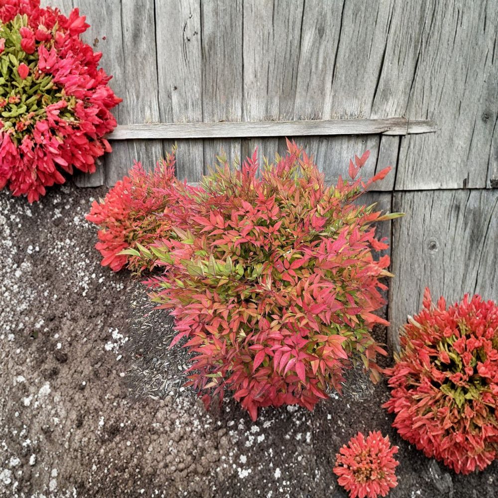 Moon Bay Heavenly Bamboo Plant - Dwarf Evergreen Shrub - Nandina domestica ‘Moon Bay’ - Red Winter Color - #3 Container