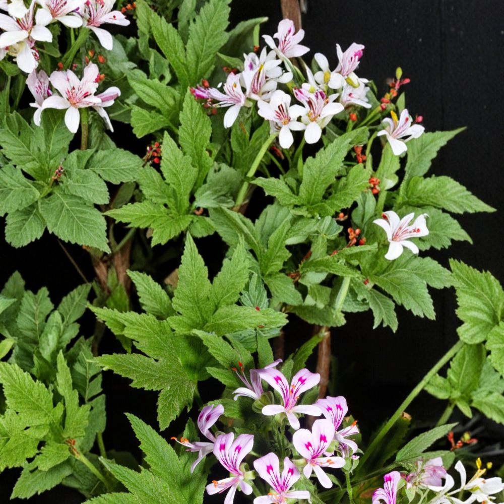 Lemon Scented Geranium Seeds | 5 Rare Pelargonium Citronellum Seeds | Fragrant Aromatic Plant with Pink Blooms | Easy to Grow