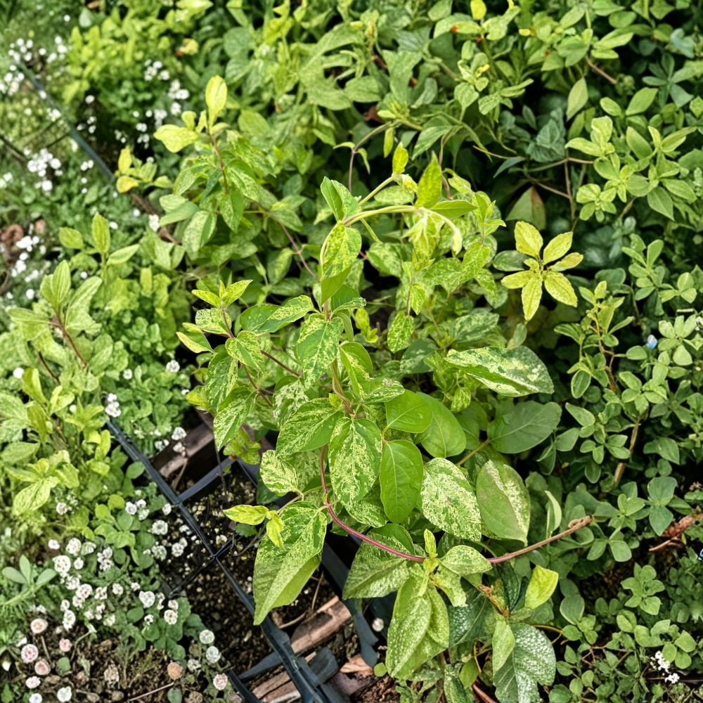 Variegated Japanese Honeysuckle Vine - Mint Crisp - Lonicera japonica - Fragrant Flowering Climber in Nursery Pot