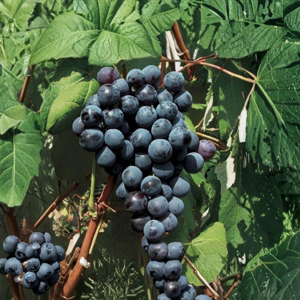 5 New York Muscat Grape Cuttings – Vitis vinifera – Sweet Aromatic Table Grape – 纽约玫瑰葡萄 – Live Propagation Stems