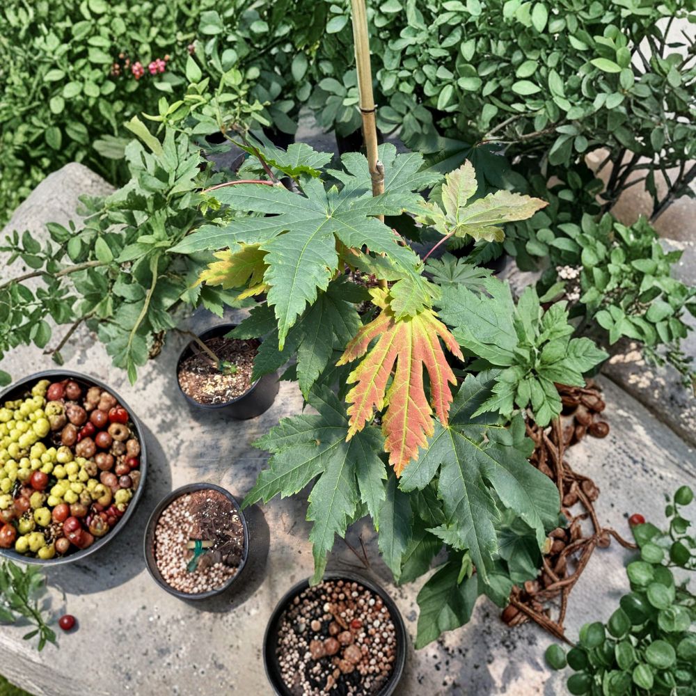 Acer japonicum ‘Attaryi’ Live Tree | 20–30 Inches | Rare Full Moon Japanese Maple | Stunning Fall Color | #3 Container