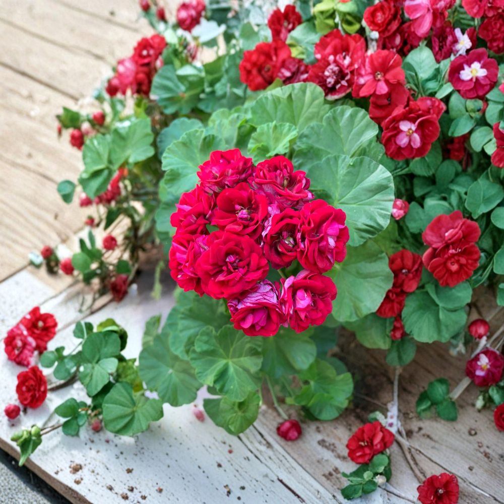 Double Red Geranium Cuttings - 4 Fresh Unrooted Pelargonium - Rare Double Bloom Flower - Easy to Grow Patio Plant