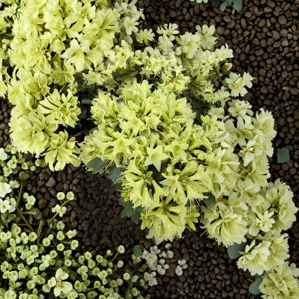 Dwarf Evergreen Rhododendron Plant - Rhododendron ‘Shamrock’ - Yellow Green Blooms - #1 Container Plant for Patios & Gardens