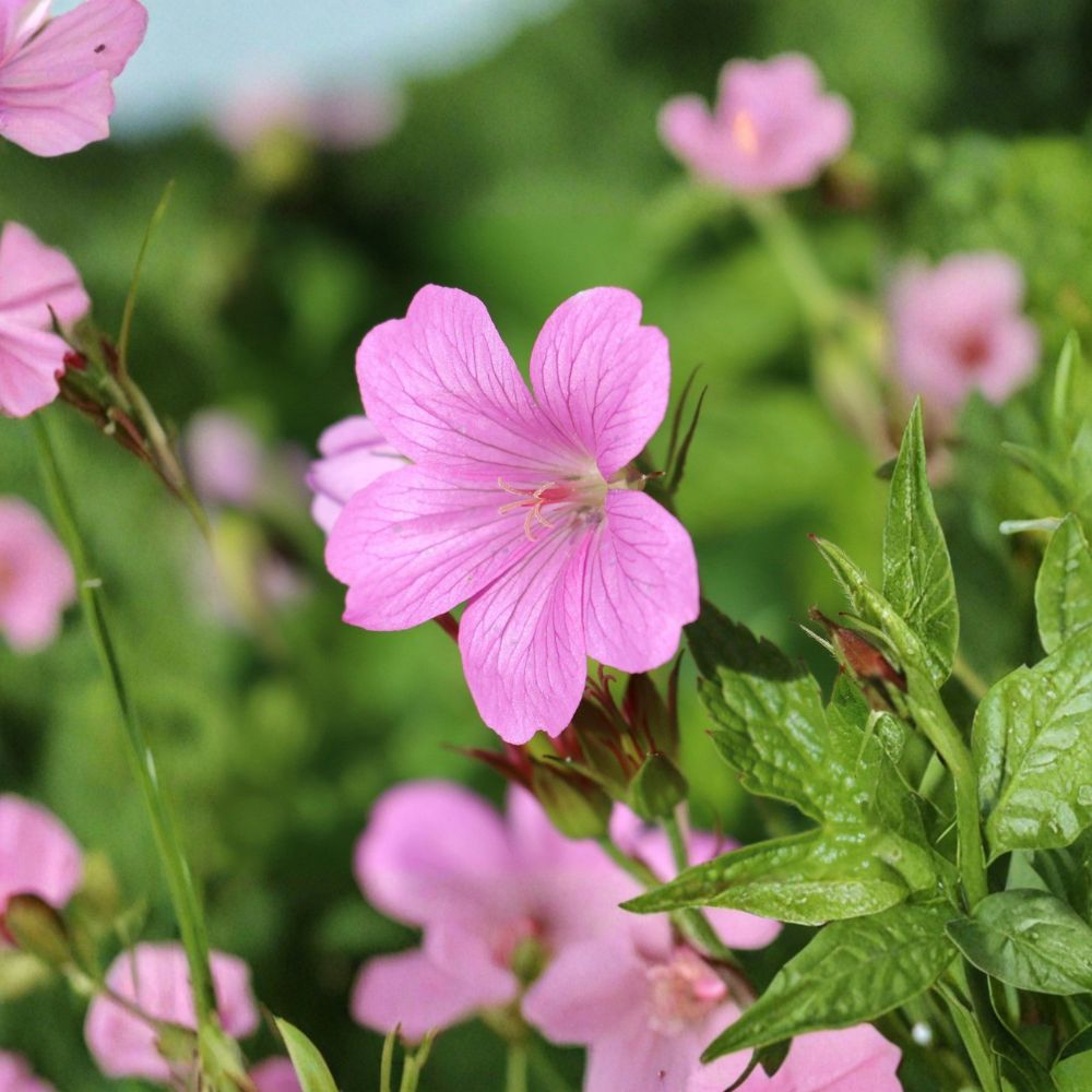 Geranium Tapestry Mix - 6 Bare Root Plants, Hardy Cranesbill Perennial, Mixed Color Flowers, Geranium spp.