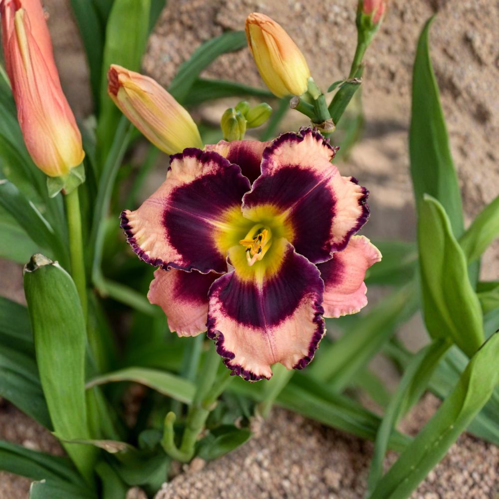 Rock Solid Daylily - 3 Live Bare Root Plants | Mauve Purple Perennial Flower | Hemerocallis 'Rock Solid'