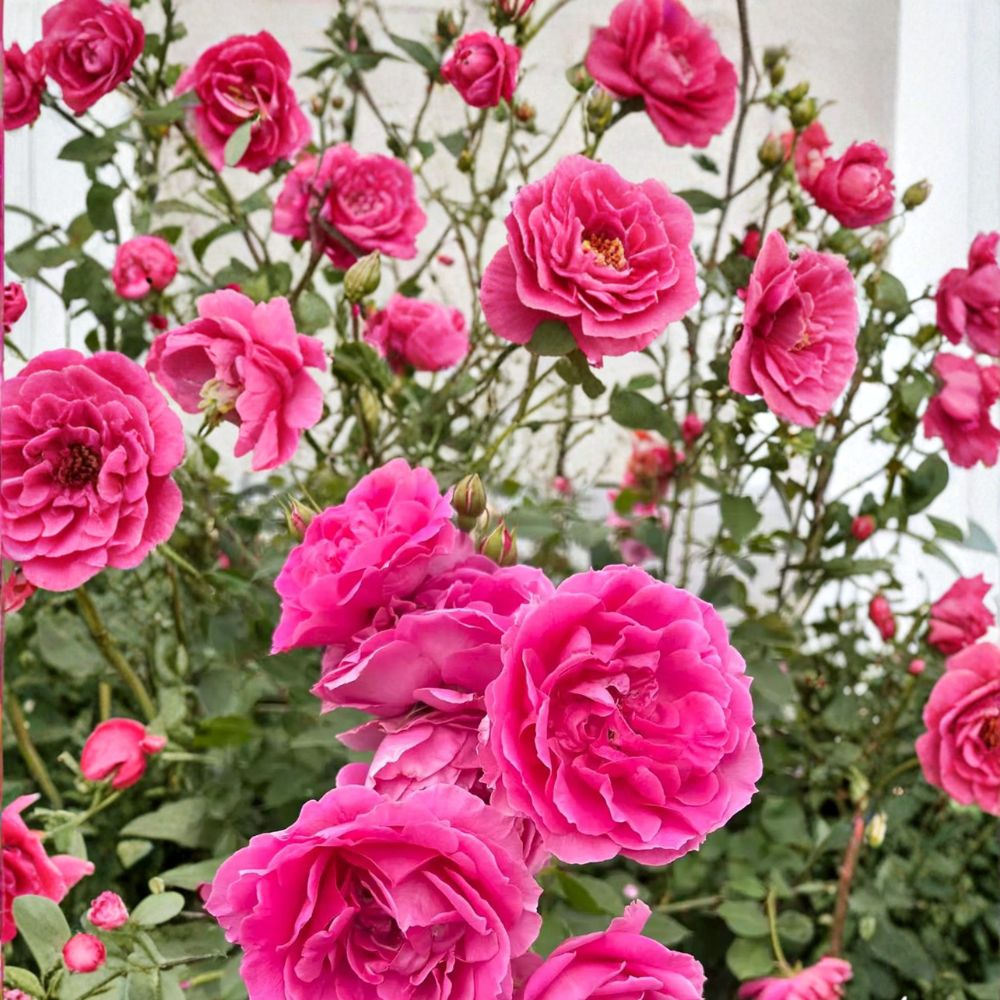 Parade Climbing Rose Plant - Live in Nursery Pot - Large Pink Double Blooms - Rosa 'Parade' - Hardy Repeat Flowering Vine