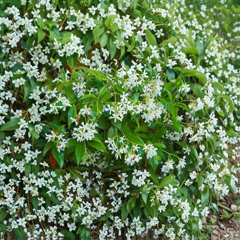 Star Jasmine Cuttings | 5 Unrooted Cuttings | Rare Fragrant Vine | Trachelospermum jasminoides | Ideal for Propagation