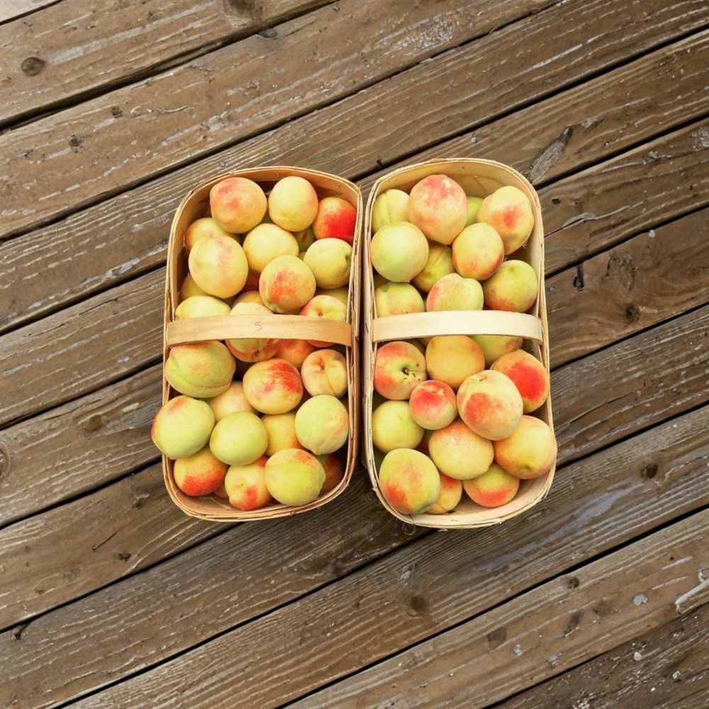 Grafted Peach Tree Starter | Belle of Georgia | Self-Pollinating White Peach | Prunus persica ‘Belle of Georgia’