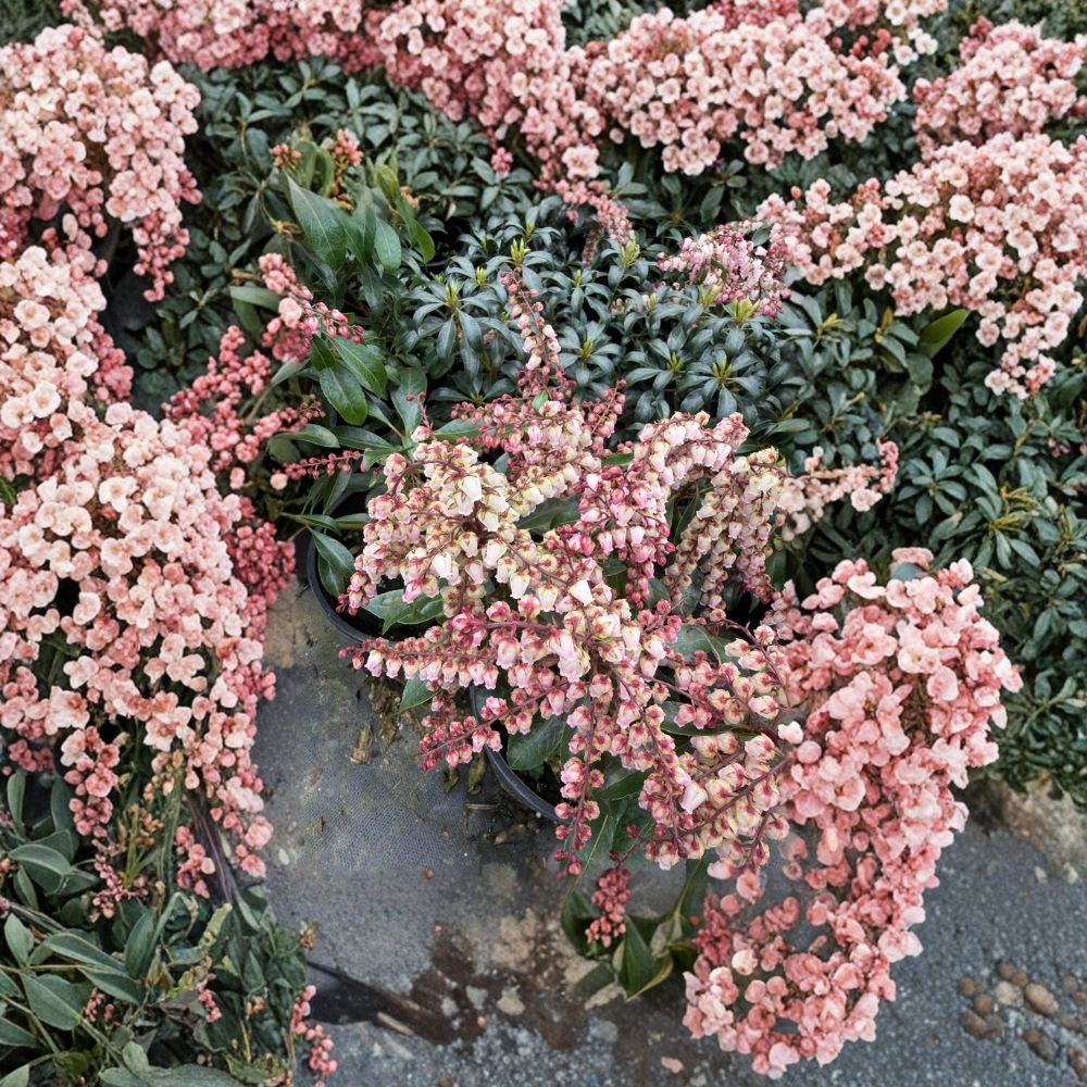 Pieris japonica ‘Valley Fire’ Live Evergreen Shrub - #1 Container - Red Foliage & White Flowers - Japanese Andromeda