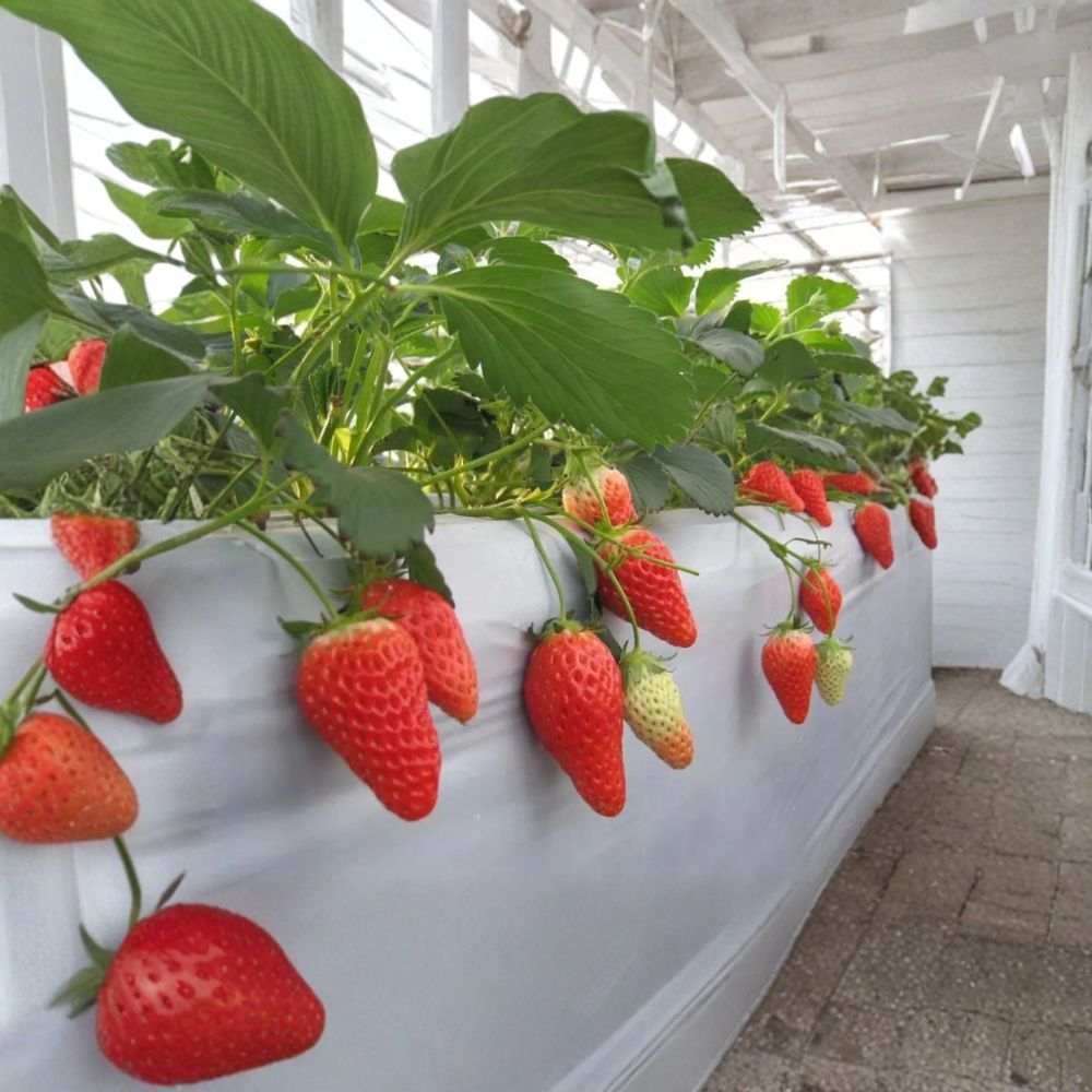 Akihime Strawberry Plants - 6 Bare Root Fragaria × ananassa - Sweet Japanese Strawberry Variety for Home Garden