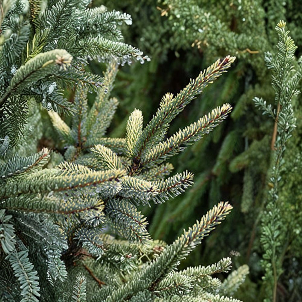 Aureovariegata Black Spruce - 12 Inch Live Variegated Evergreen Conifer - Picea mariana 'Aureovariegata' - 1 Gallon Pot