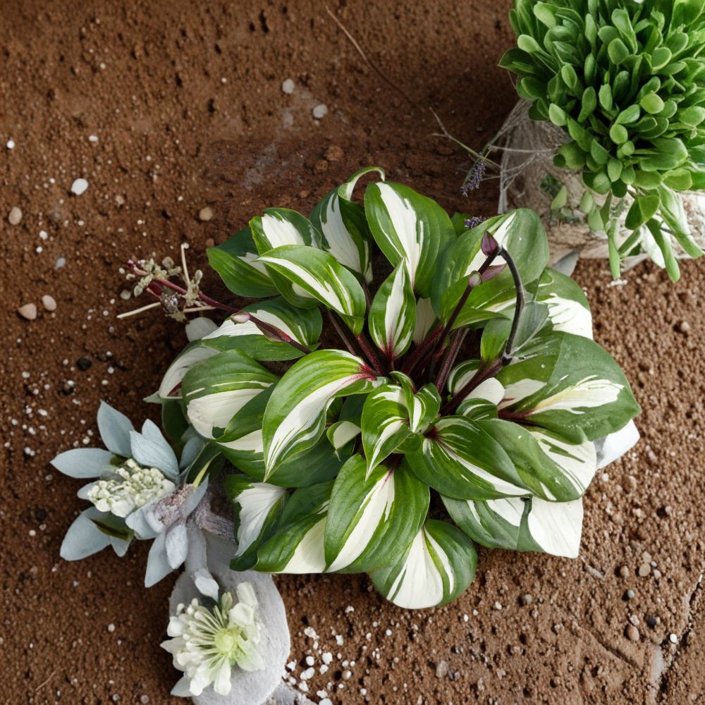Raspberry Sundae Hosta Plant - Live Bare Root Perennial, Variegated Foliage, Raspberry Red Stems, Hosta ‘Raspberry Sundae’