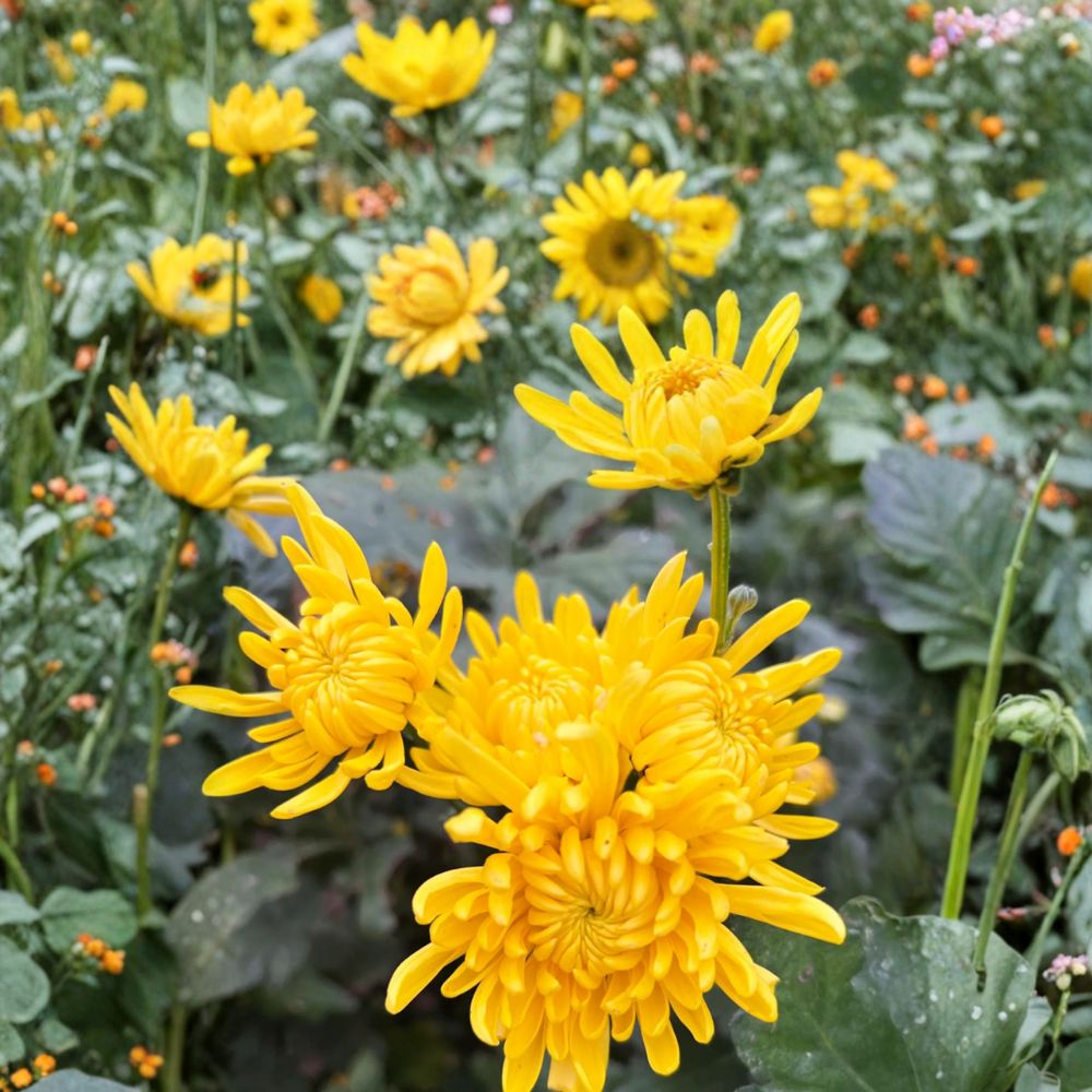 Japanese Golden Crown Mum Plant - Live Perennial Flower in Nursery Pot - Chrysanthemum × morifolium - Large Golden Blooms
