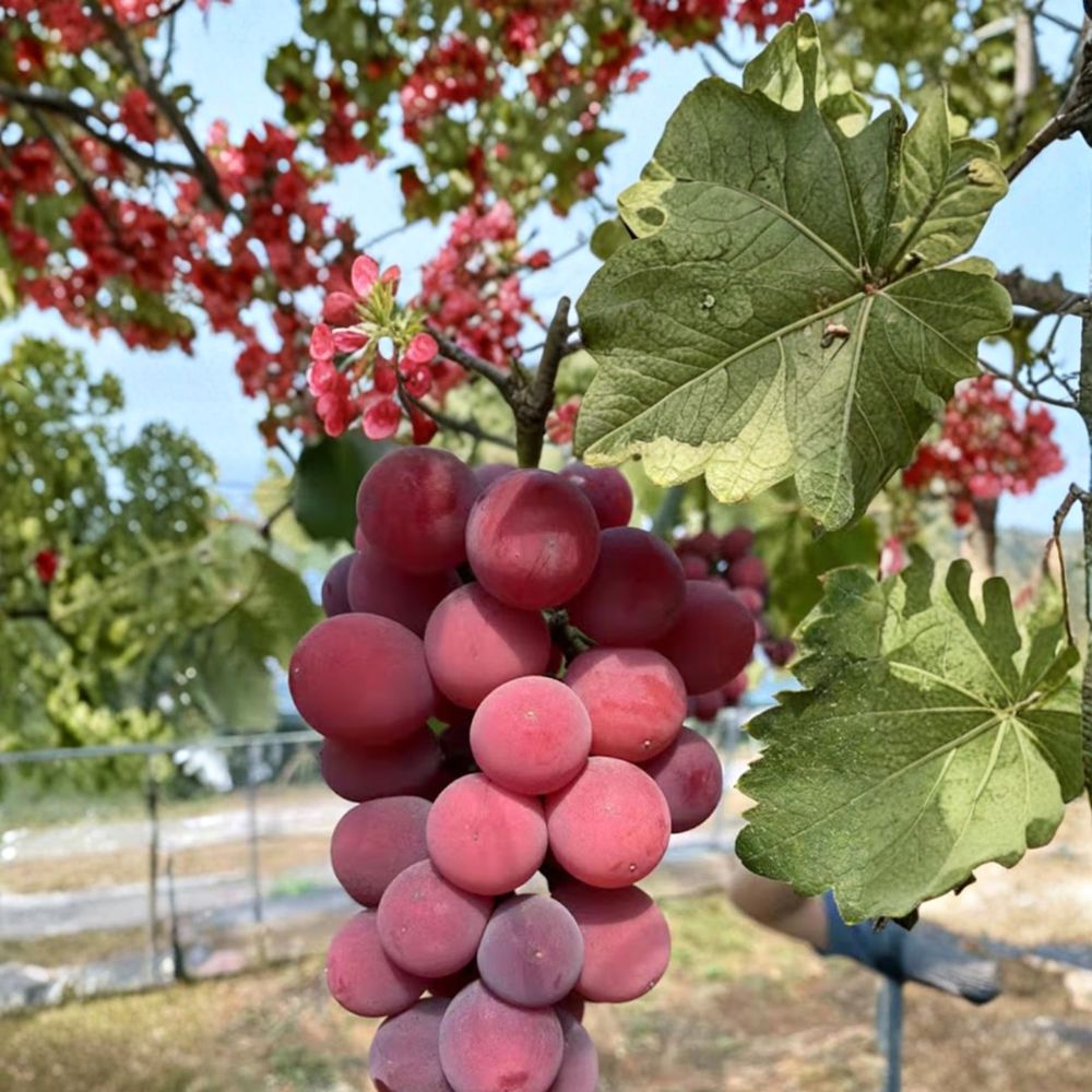 Queen Nina Grape Vine - Live Bare Root - Premium Red Table Grape - Vitis vinifera ‘Queen Nina’ - Japanese Luxury Variety
