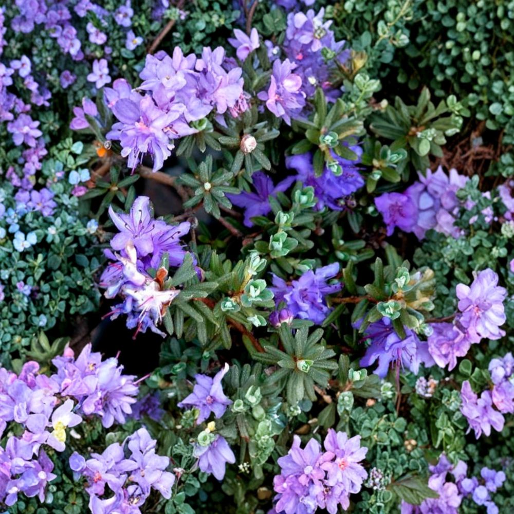 Rhododendron 'Impeditum' Live Evergreen Shrub | Compact Purple Blooming Dwarf Plant | #1 Container Grown Rhododendron