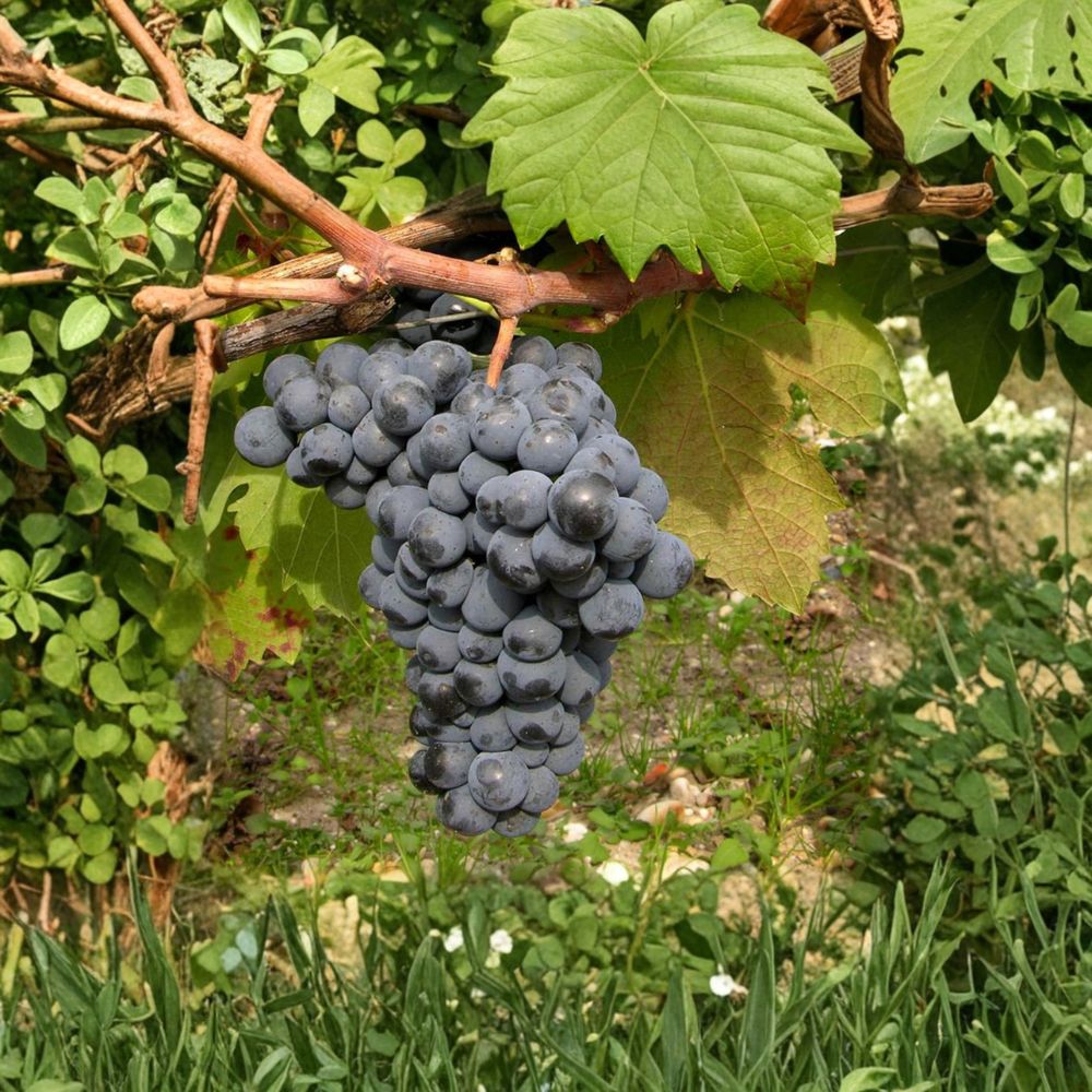 Carmine Wine Grape Plant - Live Vine in Nursery Pot - Cold Hardy Red Wine Grape - Vitis vinifera 'Carmine' - Productive Variety