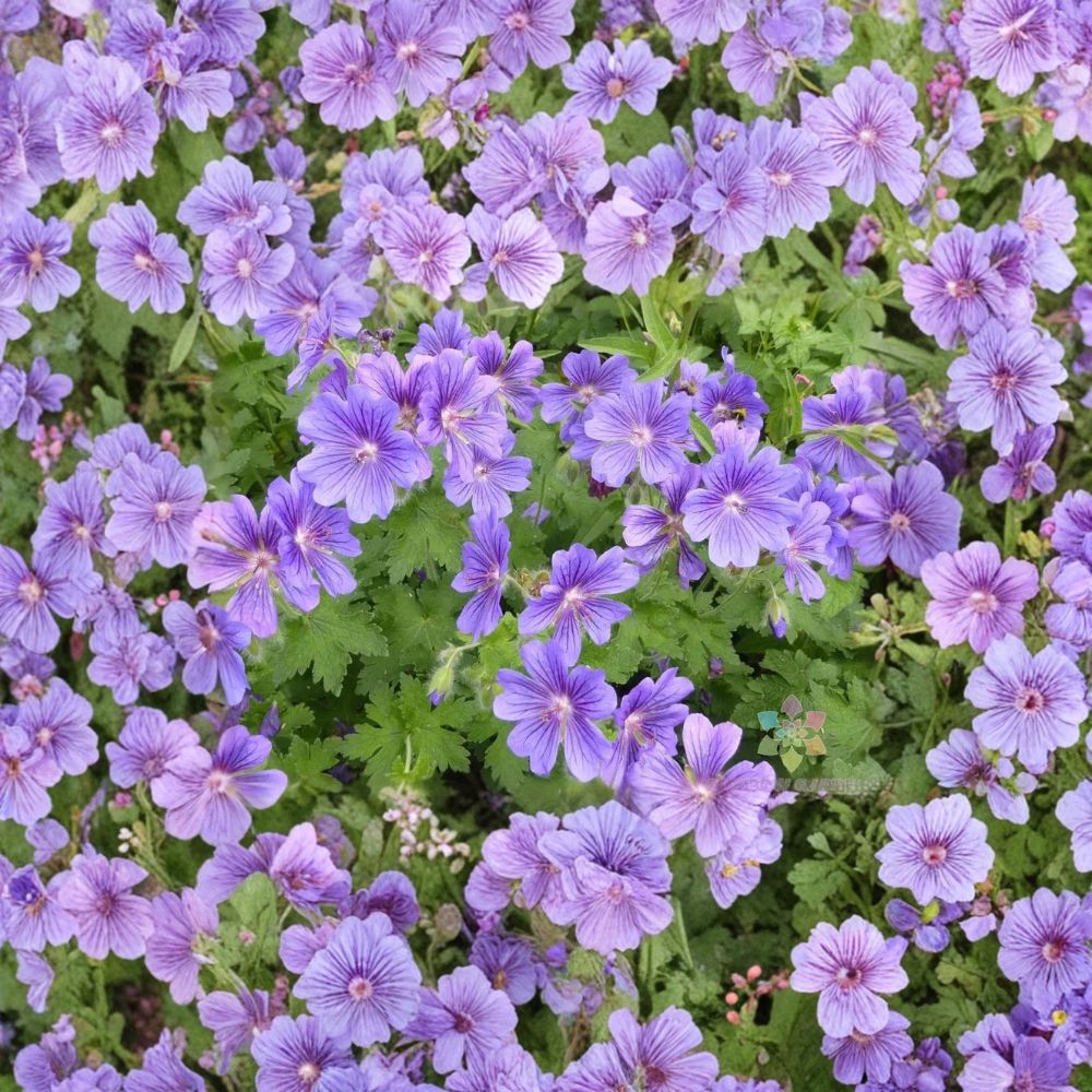 Purple Cranesbill Geranium Seeds - 25+ Hardy Perennial Flower Seeds - Vibrant Purple Blooms - Geranium x magnificum