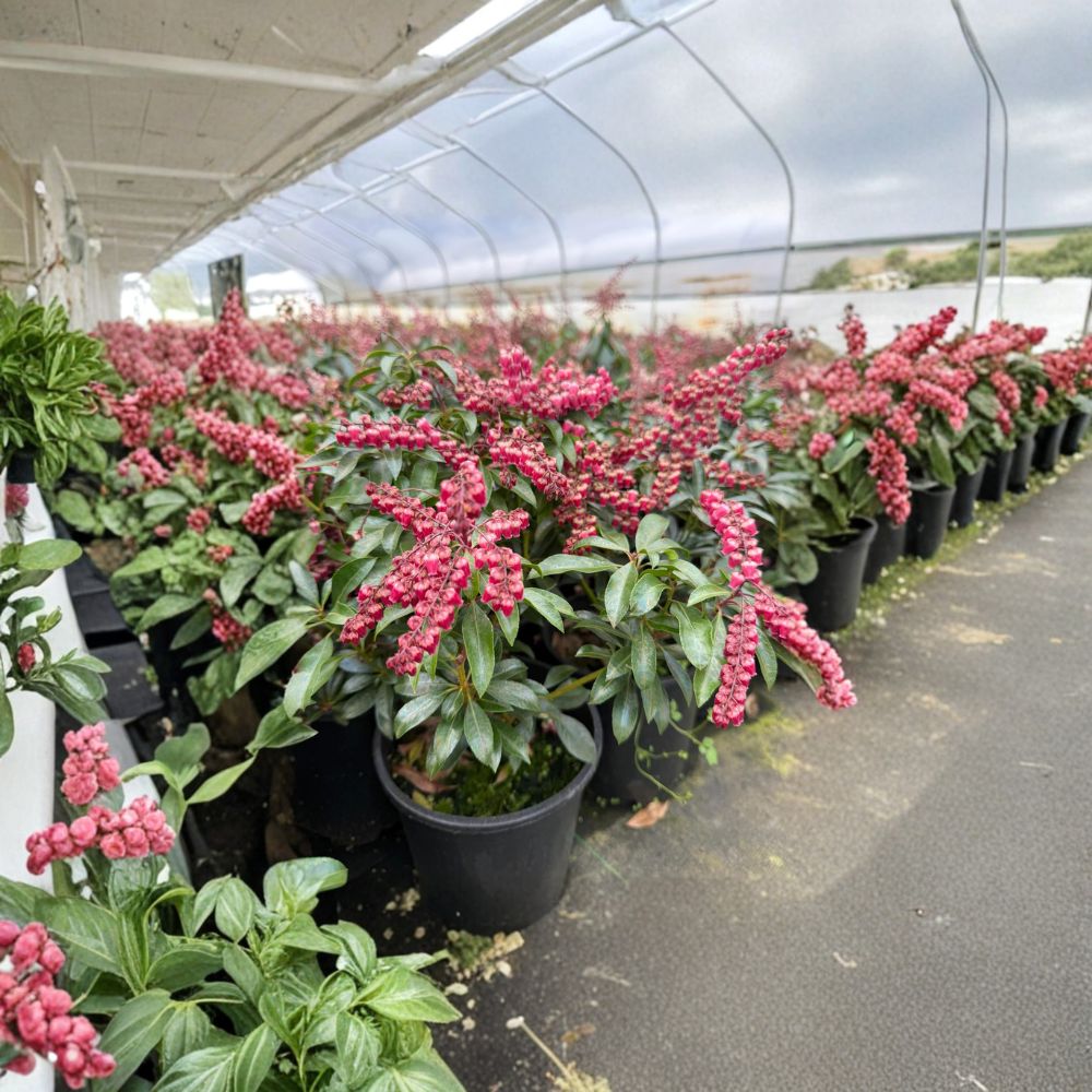 Pieris japonica 'Valley Valentine' | #1 Container | Pink-Red Spring Blooms | Japanese Andromeda Evergreen Shrub