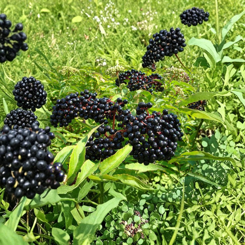 American Elderberry Plant - Live Rooted Edible Berry Shrub - Sambucus canadensis - Pesticide-Free - Zones 4-9
