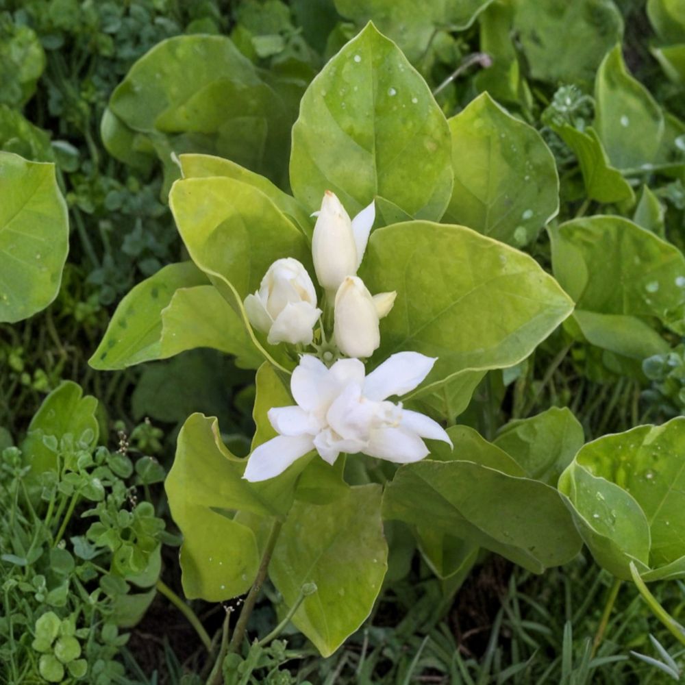Belle of India Jasmine Plant 8-10" Pot | Double Fragrant White Blooms | Jasminum sambac | Indoor Outdoor Tropical Plant