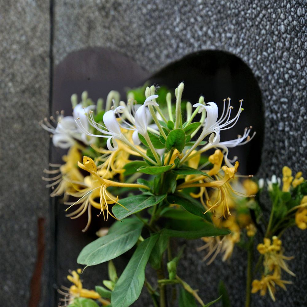 Japanese Honeysuckle Plant - Live Rooted Vine - Fragrant Climbing Vine - Lonicera japonica - Ideal for Bonsai & Containers