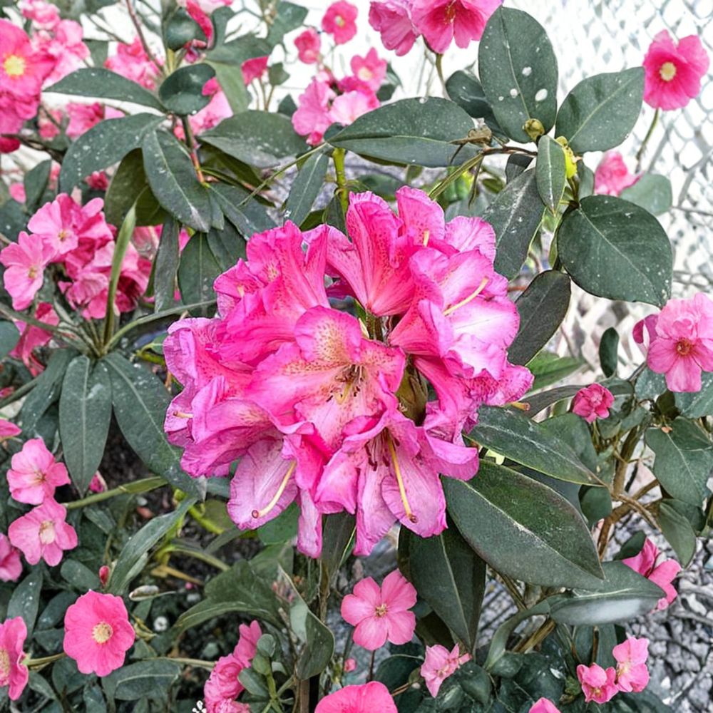 Wissahickon Rhododendron Plant 12-15" Purple Red Blooms Rhododendron ‘Wissahickon’ Evergreen Cold Hardy Shrub