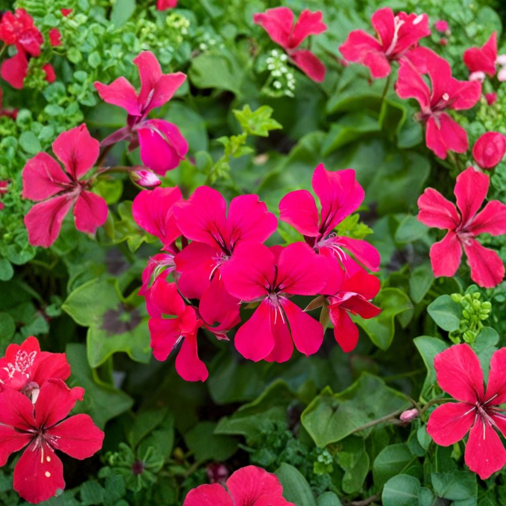 Hot Pink Ivy Geranium Seeds | 15 Seeds | Trailing Pelargonium | Easy to Grow | Vibrant Blooms for Hanging Baskets
