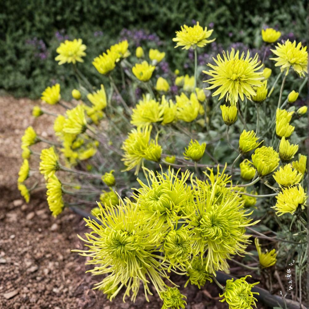 Green Chrysanthemum Plant - 5 Inch Blooms - Unique Green Mum - Chrysanthemum × morifolium - Live Perennial Flower in Nursery Pot