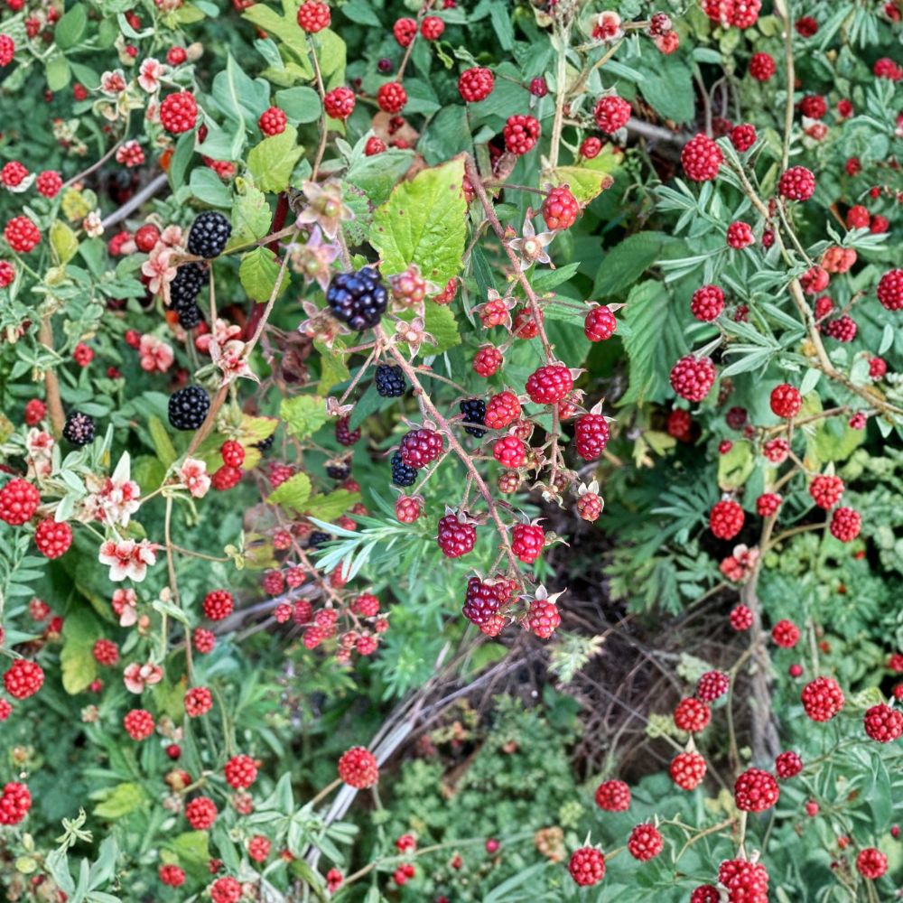 Allegheny Blackberry Plant - Live Rooted Cane - Sweet Wild Blackberry - Rubus allegheniensis - Zones 3–8 - Pesticide-Free