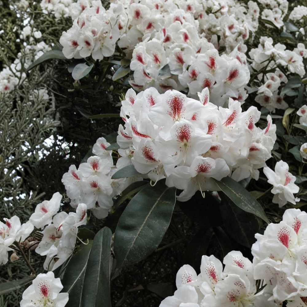 Rhododendron ‘Harvest Moon’ Live Evergreen Shrub | White Blooms with Purple Freckles | Hardy Landscape Plant | #3 Container Grown