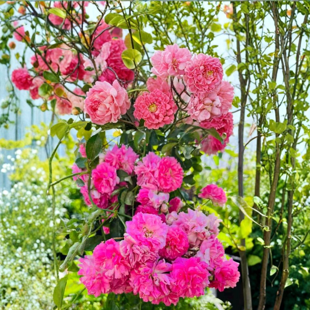 Seven Sisters Rose Plant - Live Climbing Rose - Fragrant Pink Blooms - Rosa multiflora Heirloom Variety in Nursery Pot