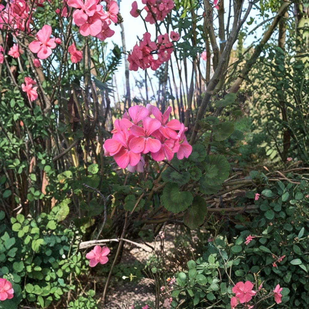 Salmon Pink Zonal Geranium Cuttings - 4 Fresh Unrooted Pelargonium - Vibrant Patio Flowers - Fast Growing Garden Plants