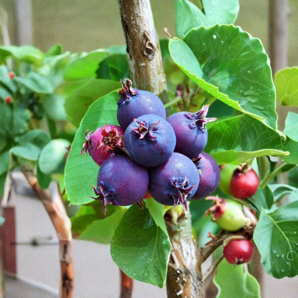 Saskatoon Serviceberry Plant - Live Rooted Edible Berry Shrub - Amelanchier alnifolia - Zones 4–7 - Pollinator Friendly