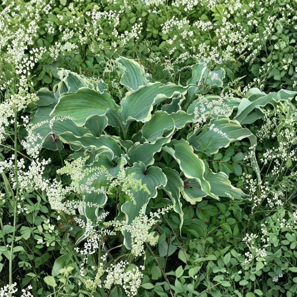 Dancing in the Moonlight Hosta | 3 Inch Starter Plant | Ruffled Blue Variegated Foliage | Hosta ‘Dancing in the Moonlight’