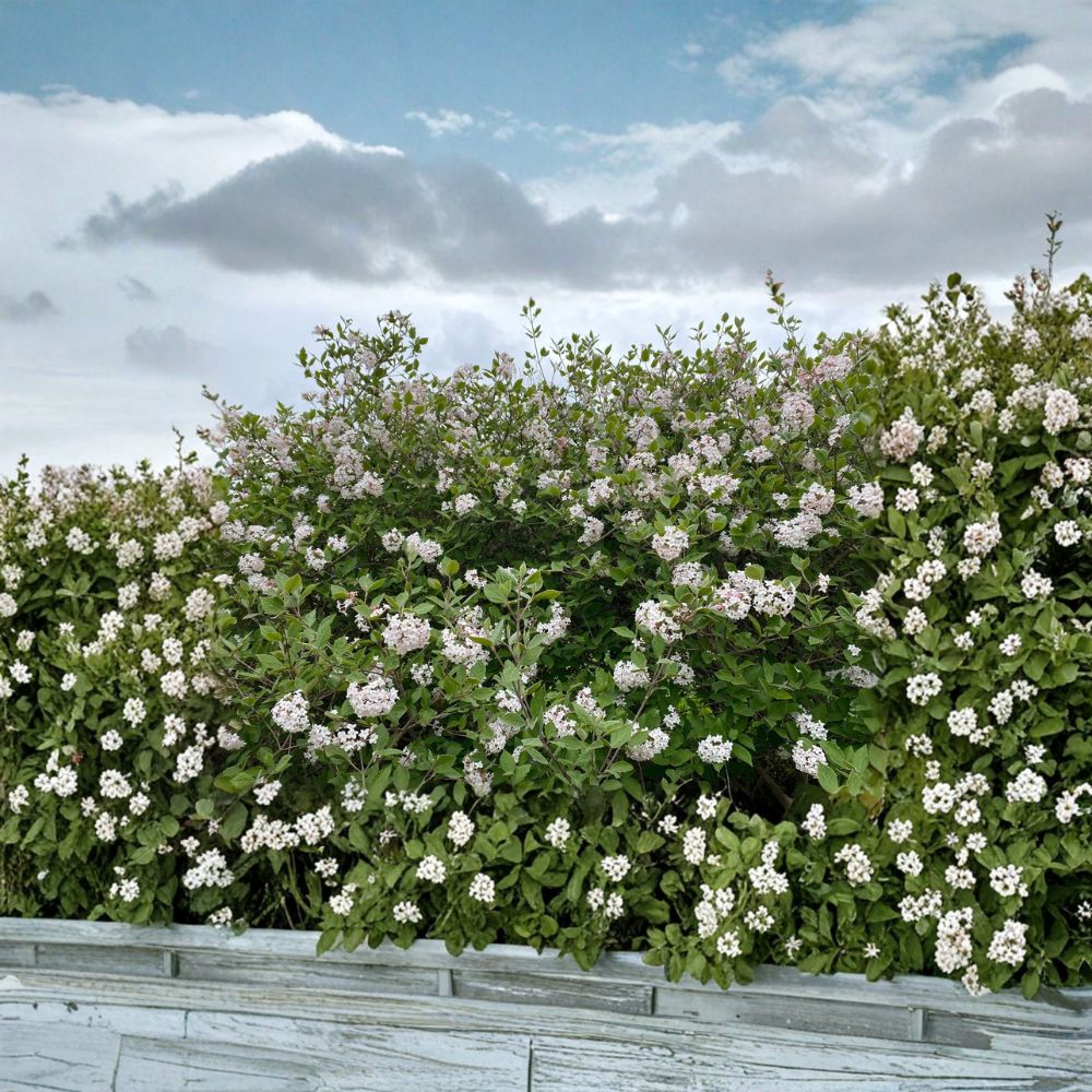 Korean Spice Viburnum - 1 Gallon Pot Live Flowering Shrub - Fragrant Blooms - Viburnum carlesii - Spring Landscape Plant