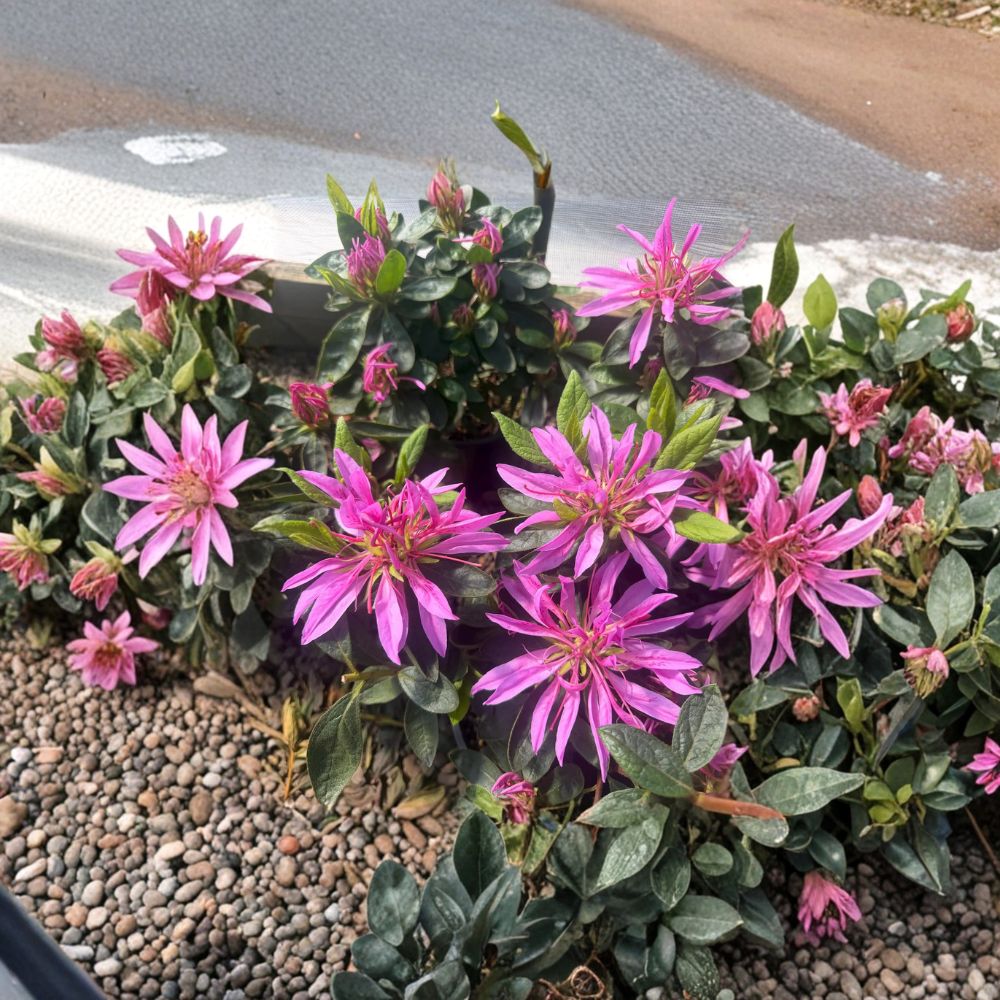 Rhododendron ‘Dragon’ Plant | #1 Container | Rare Evergreen Shrub | Vibrant Purple Pink Blooms | Rhododendron ‘Dragon’